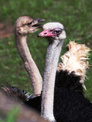 貌（かお）18･･･チョットお、あんた最近綺麗になったんじゃあない・・オ・ト・コ