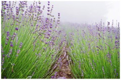 富良野　富田ファーム４