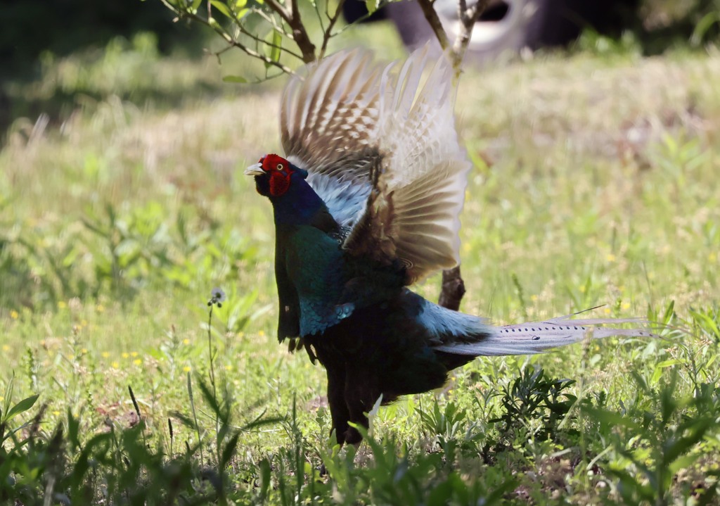 待ちに待ったパタパタ･･･ついに見せてくれました