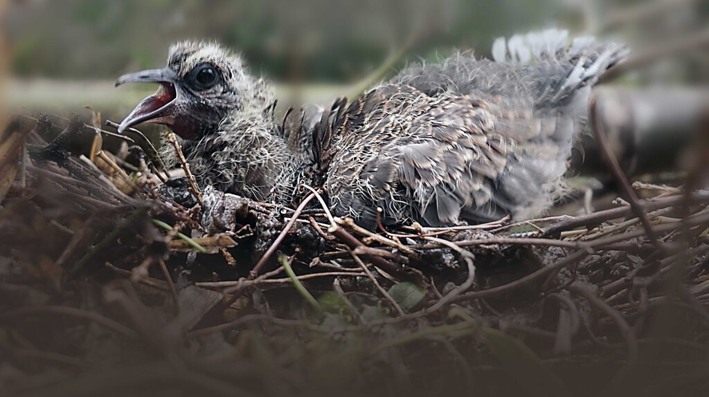 散歩でショット・・・隣地の竹藪にキジバトの巣が