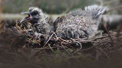 散歩でショット・・・隣地の竹藪にキジバトの巣が