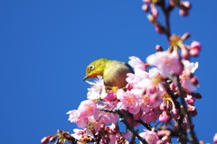 花の上