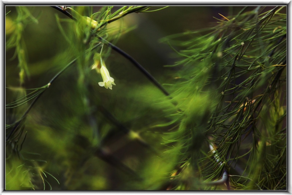 アスパラガスの花