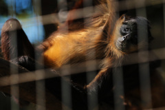 アフリカに帰りてえ