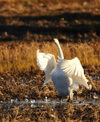 外房よいとこ･･･田んぼに白鳥３