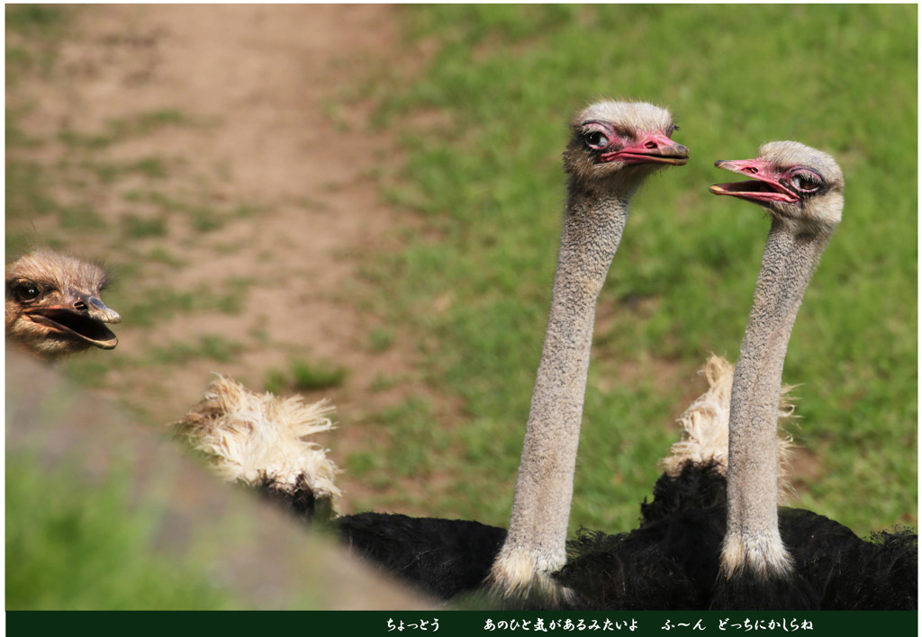 ちょっとお　あの人、気があるみたいよ･･･ふ～ん　どっちにかしらね？