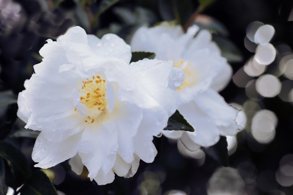 白い花５（サザンカ）