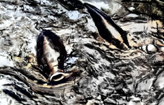 池の主が現れた