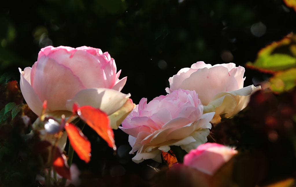 バラの王様･･･ピエール・ド・ロンサール