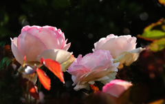 バラの王様･･･ピエール・ド・ロンサール