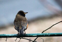 庭の柵にアカハラ