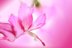 シャコバサボテン２