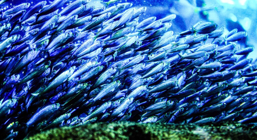 密度･･･江ノ島水族館にて