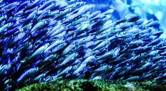 密度･･･江ノ島水族館にて