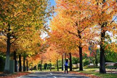 快秋爽快･･･外房線、土気駅近くのプラタナス