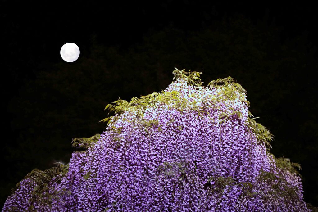 月夜に浮かぶ