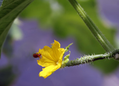食事･･･キュウリの花を食べるウリハムシ