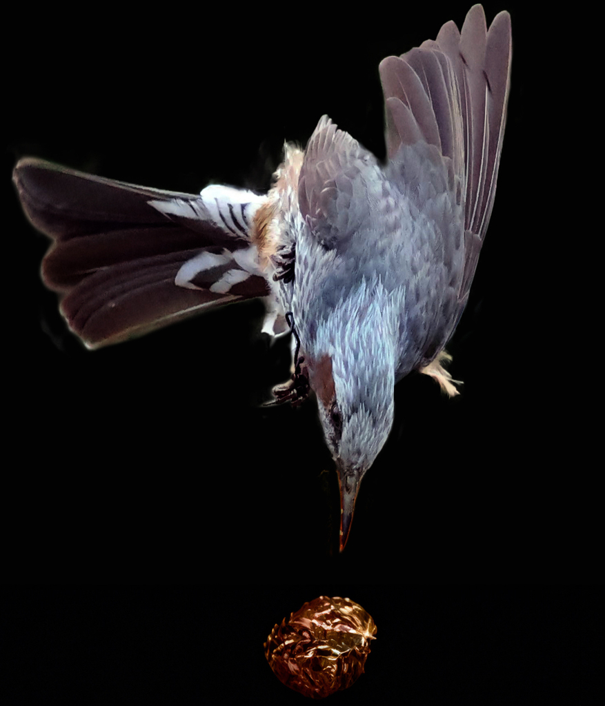 実に一直線･･･ヒヨ鳥の食事