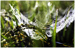 朝露に濡れた蜘蛛の巣