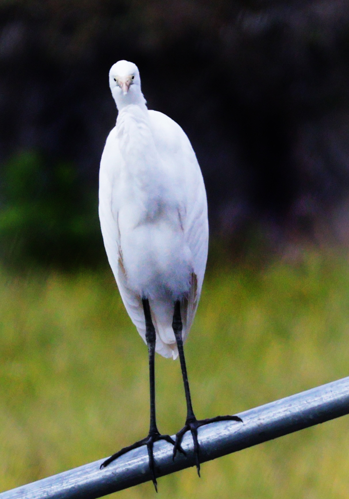 散歩でショット･･･カメラを向けたら、けげんそうな顔してこちらを見た