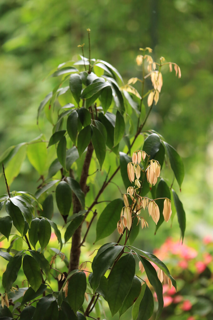 楊貴妃気分･･･ライチに新芽が出てきました（我が家の鉢植え）