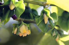 発見！・・・柿の花には雄花と雌花があった