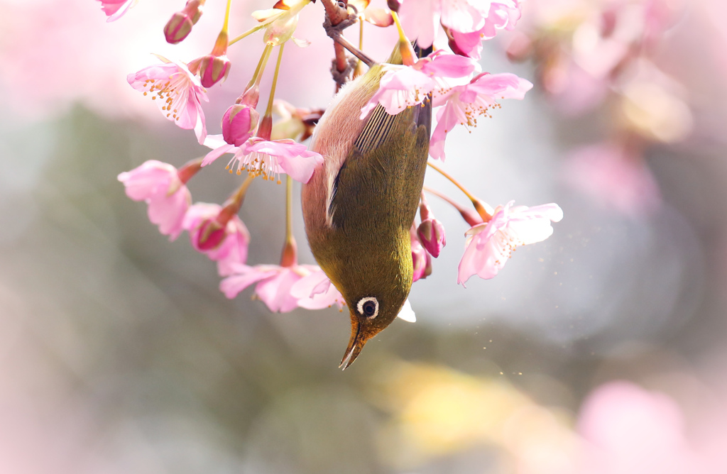 春うらら