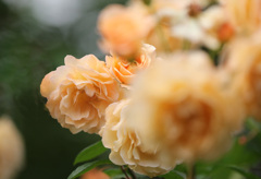 バフビューティ