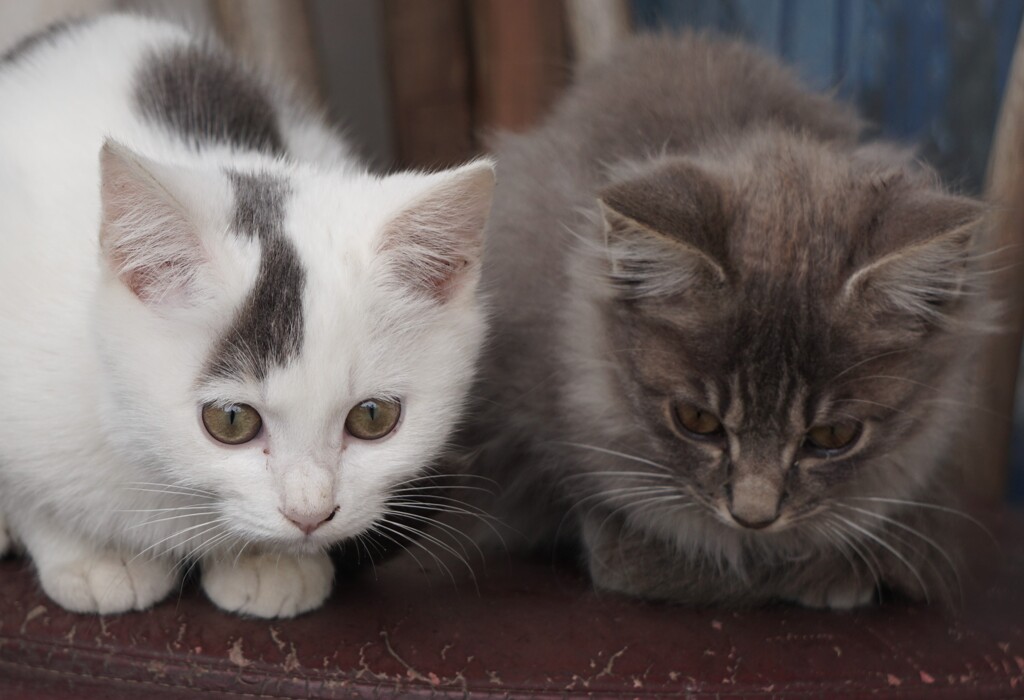 猫４