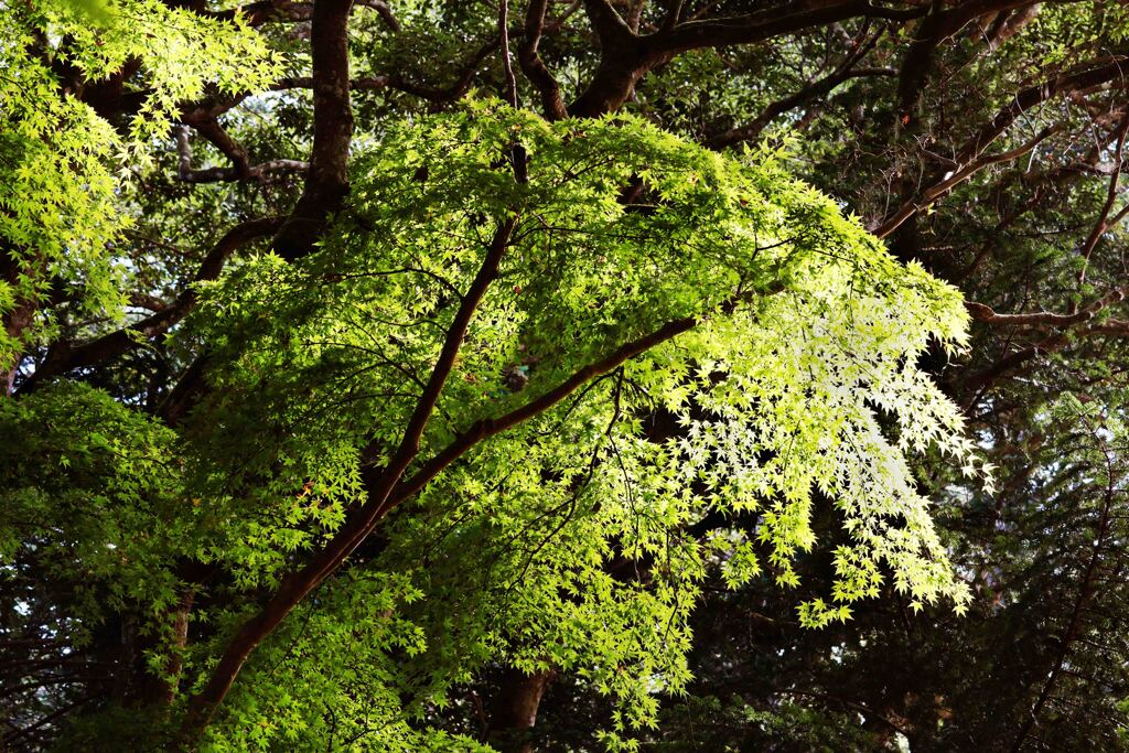 あれれ、１２月なのに･･･外房は小松寺にて