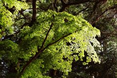 あれれ、１２月なのに･･･外房は小松寺にて