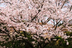 庭の桜