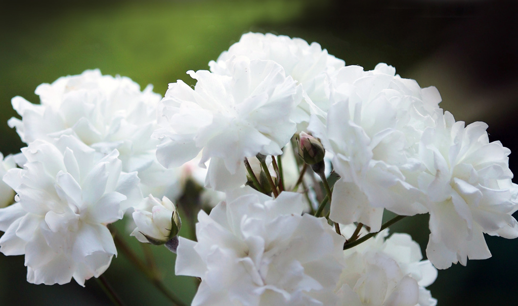 白いバラ「プロスペリティ」