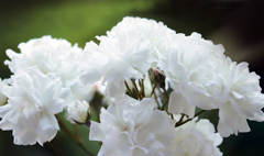 白いバラ「プロスペリティ」