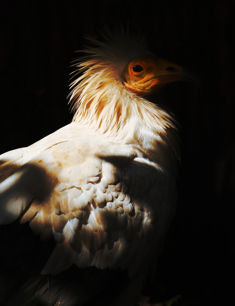 貌（かお）２４