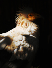 貌（かお）２４