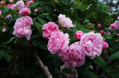 ファンタンラトール