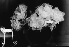 白黒反転したバラの花