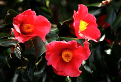 華