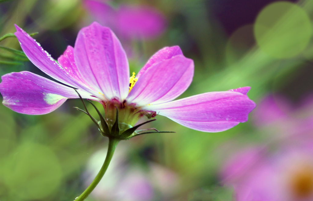 ピンクのコスモス