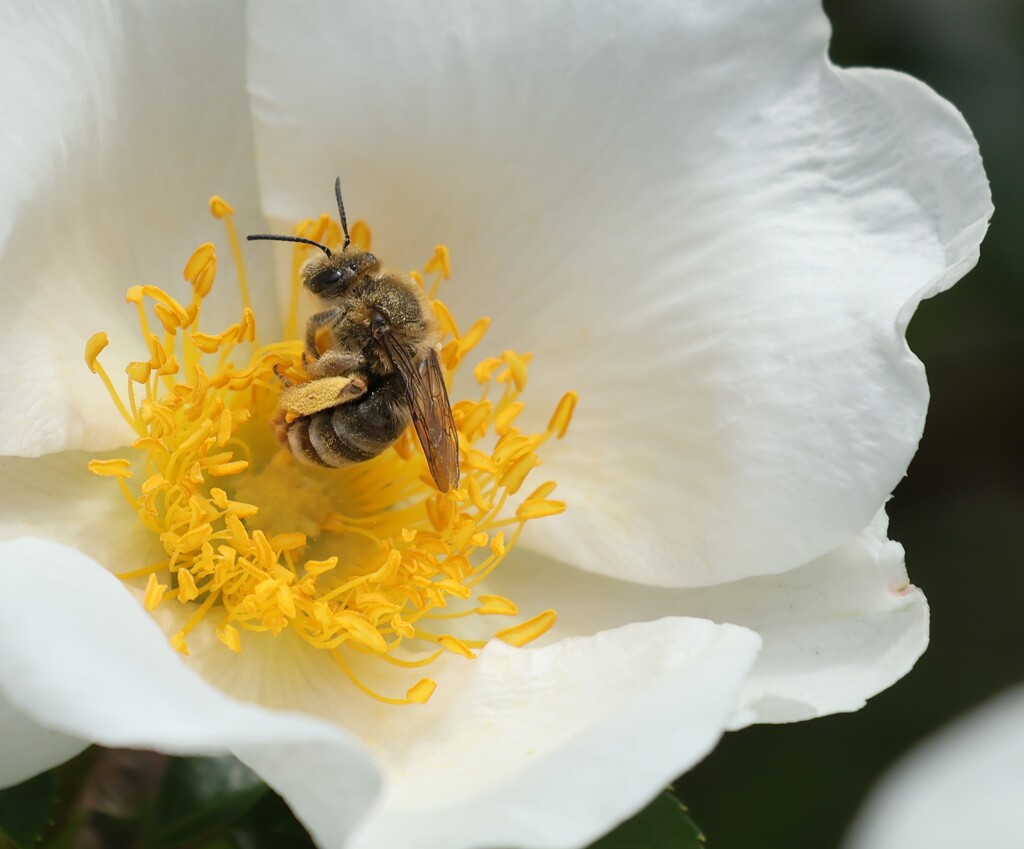 我が家･･･ナニワイバラの花に