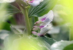 空豆の花