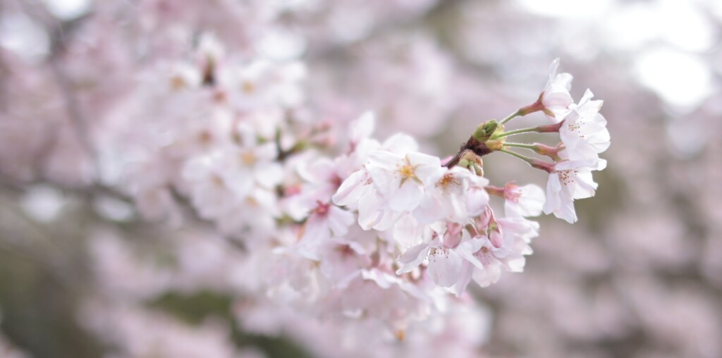 庭の桜･･･５０mmF1.2 にて