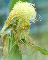 ハンサムなトウモロコシがいた・・・散歩でショット