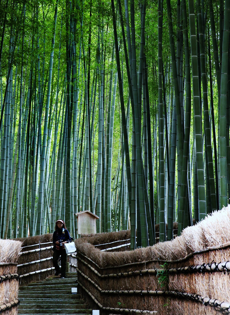 嵯峨野　日本寺