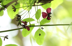 アケビの花