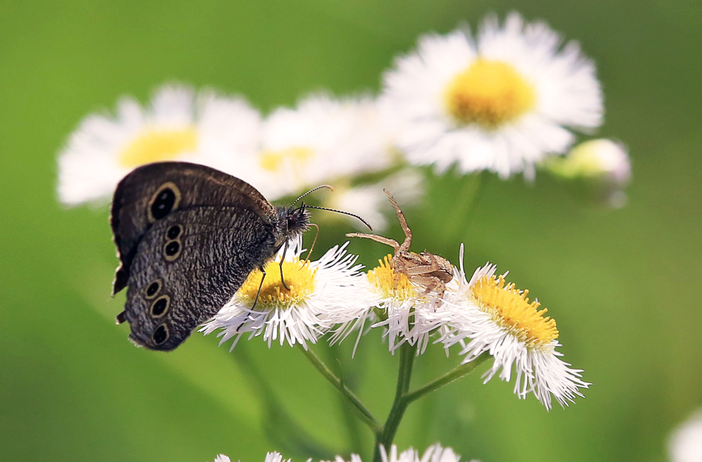 小さな争い･･･近くの草むらで
