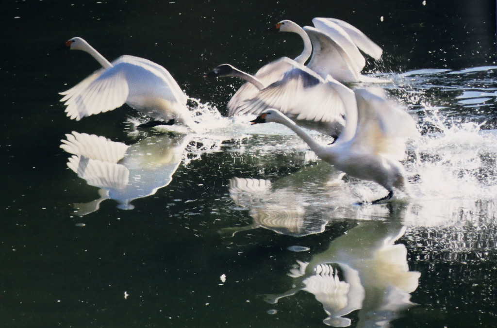 ユーモラスな飛び立ち