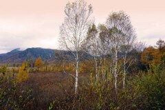 奥日光寸写８･･･戦場ヶ原