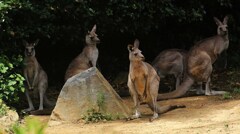 動物園寸写・・・日陰でひと休み